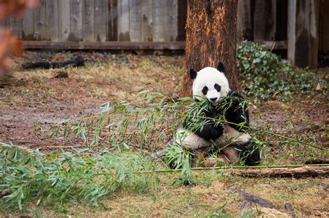 The Giant Panda Is No Longer Endangered Its ‘vulnerable The New