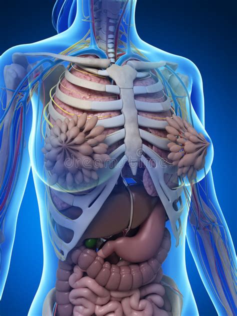 Historical artwork of the internal anatomy of a female abdomen, shown by a vertical slice seen from the side. Female anatomy stock illustration. Illustration of diagram ...