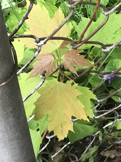 what-am-i-a-tree,-or-wild-grape-leaf-vine-whatsthisplant