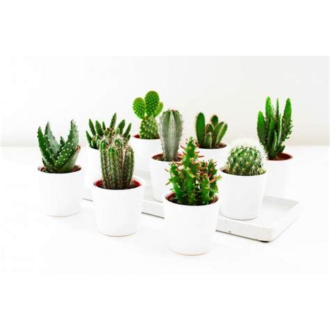 Pack Of Three Cactus Plants In Assorted Cacti Varieties
