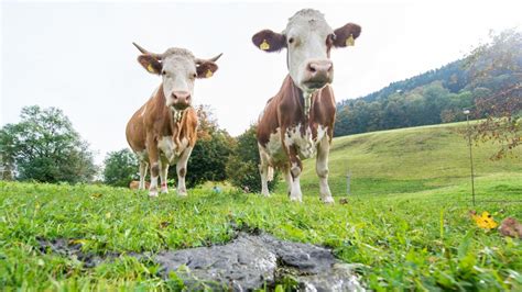 Windeln drücken als traumsymbol glück, aber auch mühe und verantwortung aus. Düngeverbot : Müssen Almkühe etwa bald Windeln tragen? - WELT