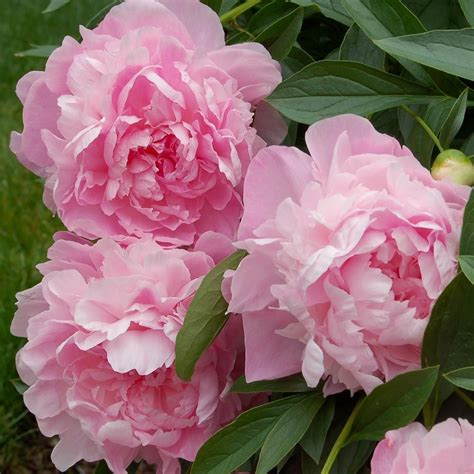 Paeonia Vivid Rose White Flower Farm