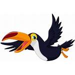 Toucan Cartoon Bird Clipart Flying Vector Birds