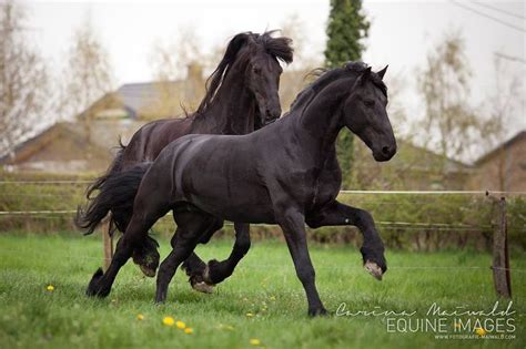 Two Friesians Friesian Horse Most Beautiful Horses Horses And Dogs