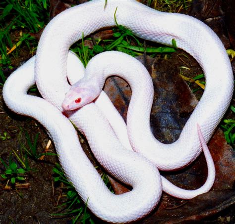 Welcome To Animal Cognizance Amazing Photographs Of Albino Animals