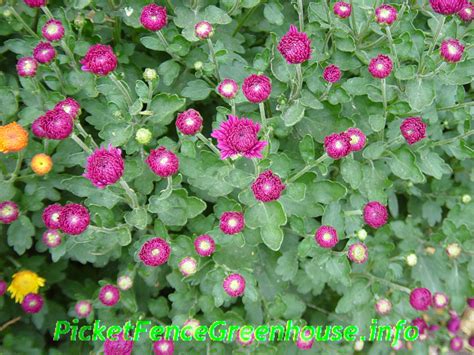 How To Grow Mums Planting Fertilizing Pinching Transplanting Picket