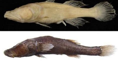 Eyeless Fish Oceans Apart Turn Out To Be Cousins Cbs News