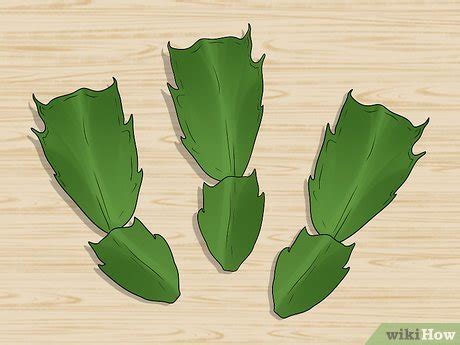 To fix it, water more frequently (but take care to avoid overwatering, too. 3 Easy Ways to Plant a Christmas Cactus - wikiHow