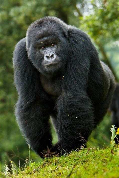 Mountain Gorilla Endangered Species Animal Planet