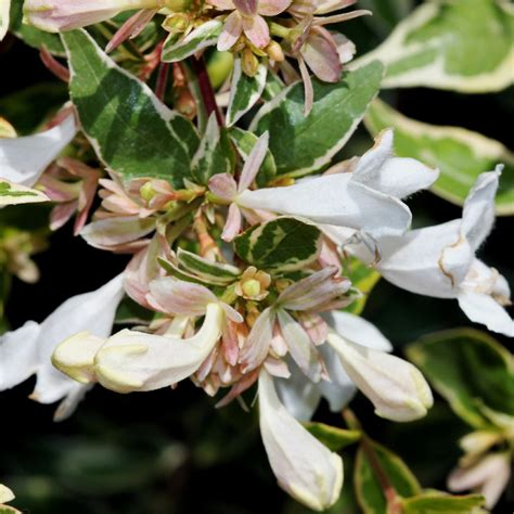 Abelia Care Watering Fertilize Pruning Propagation Picturethis