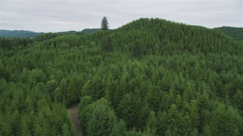 5k Stock Footage Aerial Video Fly Over Forest Covered Hills In Pacific