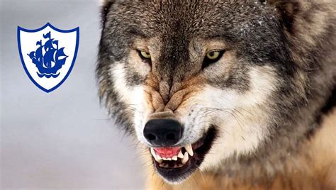 Shock As Blue Peter Reveals New Show Pet To Be A Rabid Wolf Newsthump