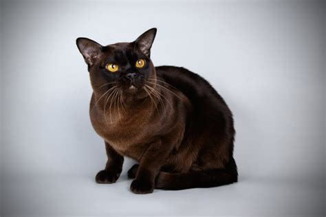 Black Burmese Cat Facts Origin And History With Pictures Hepper