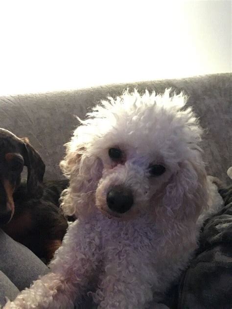 Toy Poodle Girl In Waterlooville Hampshire Gumtree