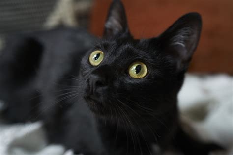 Black Cat Awareness Month Dispels Dark Rumors About