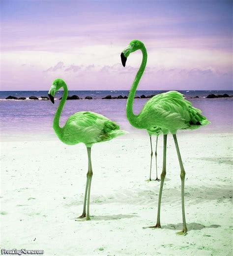 Flamingos And Green On Pinterest