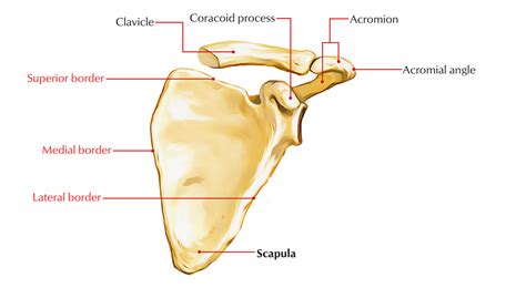 Easy Notes On 【scapula】learn In Just 4 Minutes