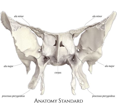 Sphenoid Bone Anatomy Bones Gross Anatomy Brain Anato