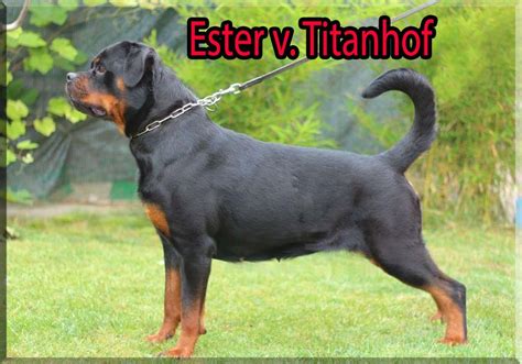 There are many differences between the akc german rottweiler and the. Iowa rottweiler breeders | Dogs, breeds and everything about our best friends.