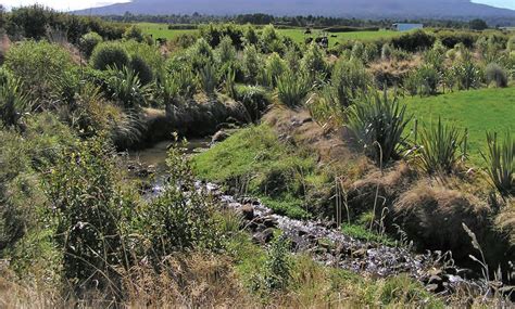 Nz Farm Forestry Planting In Riparian Zones