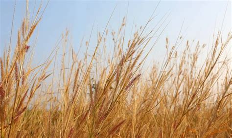 Dry Grass Field Background