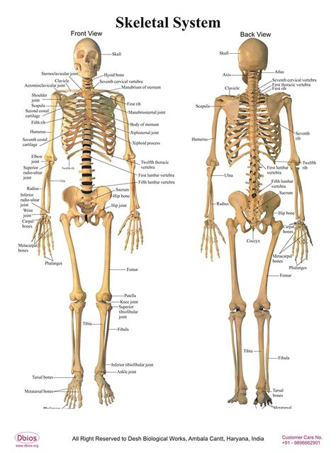 There are 358 bones diagram for sale. Diagram Skeletal System Joints - Aflam-Neeeak