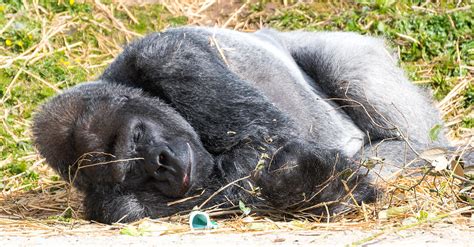 Gorilla Sleeping Photograph By Colin Rayner Fine Art America