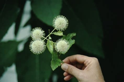 Fps117fp117 Cephalanthus Occidentalis Buttonbush