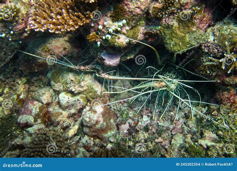 Panolirus Versicolor Spiny Lobster Painted Rock Lobster Common