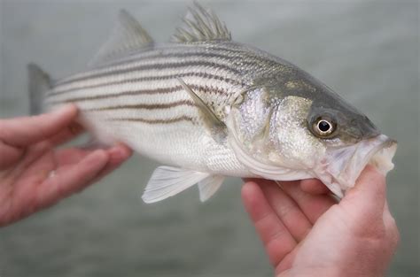 your quick guide to choosing and cooking striped bass stripped bass recipe striped bass best