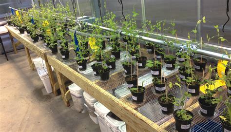 Explore our huge selection today! Unraveling The Maze Of Persistent Herbicides In Compost ...