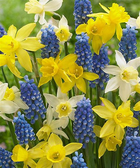 Van Zyverden Dormant Spring Surprise Bulb Blend Set Of 50 Best