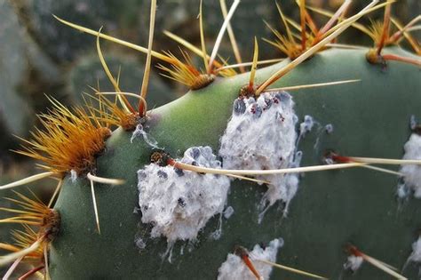 Prickly pear are generally hardy, though circular pad spots may be caused by fungal disease. Bug juice ~ Hudson Valley Geologist