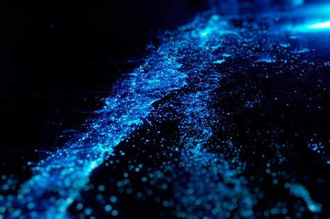 Bioluminescence Tour In Tomales Bay