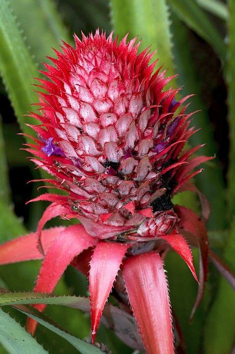 Pineapple Ananas Comosus In Flower By Science Photo Library