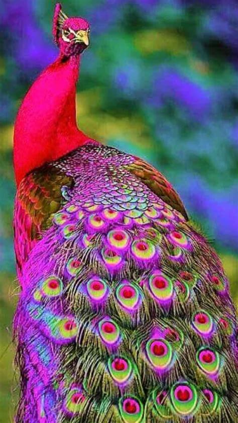 Pin By Suzanne Annest On Feathers And Beautiful Birds Colorful Birds Colorful Animals
