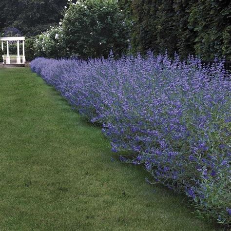 Per scegliere le piante ideali per siepi da giardino, per prima cosa dovrete avere chiara la funzione che andranno a svolgere. Siepi - Piante da Giardino