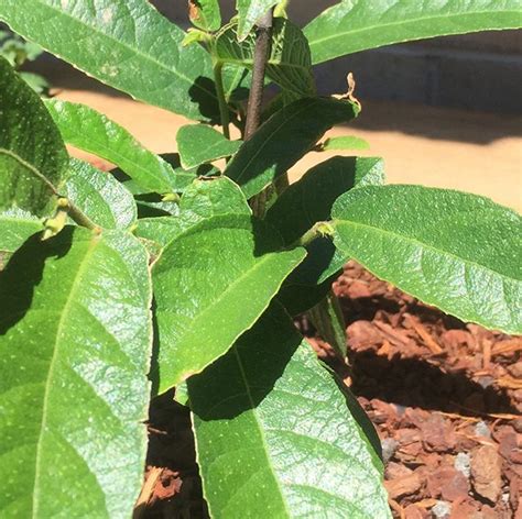 Waraburra Nura Ficus Coronata