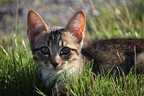 Learn the definition of glaucoma, and get the facts on glaucoma tests, surgery, symptoms, prevention, causes, and treatment. Glaucoma in Cats: Causes, Signs, & Treatment | Canna-Pet