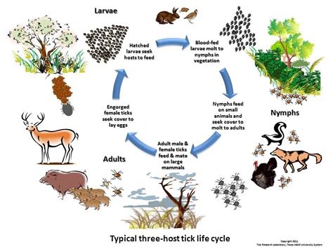 Life cycle stages consist of eggs, miracidia, sporocysts, rediae, cercariae, metacercariae, and marita (adult worm). - all animals go through stages of development - amphibia...