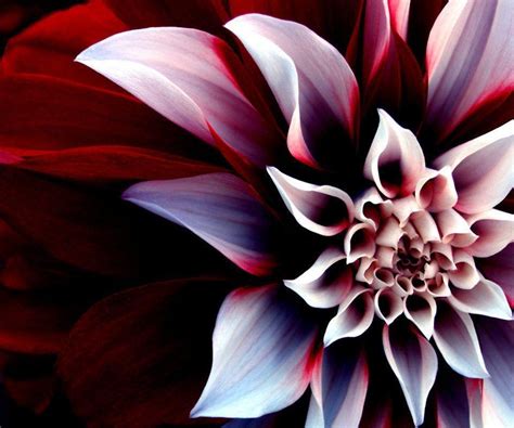 Cool Flower Wallpapers Wallpaper Cave