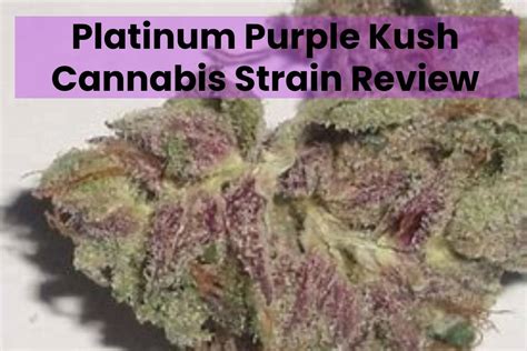 Platinum Purple Kush Cannabis Strain Review 2022