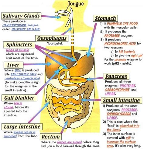 Human Digestive System Health Medicine And Anatomy Reference