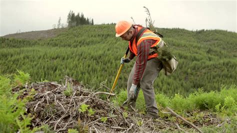 Forest Harvest Methods Clearcutting Youtube