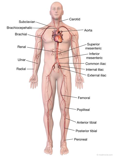 Major Arteries Of The Body Medmovie Com Arteries Anatomy Human