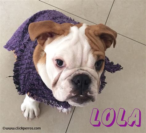 Among the list of dog names, bella and max have risen to the most popular, followed by luna and charlie, lucy and cooper, daisy and buddy, and lily and as always, food names remain some of the most popular (and cutest) out there. 600 Unforgetabble Bulldog Names to Begin a Beautiful ...
