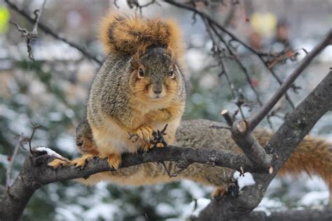 Squirrels In The Snow At The University Of Michigan Janua Flickr