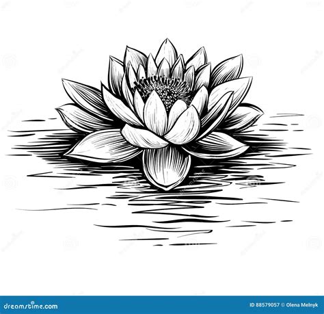 Water Lily Hand Drawn Vector Lotus Illustration Stock Vector