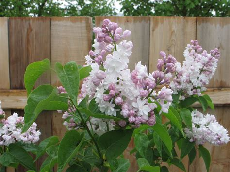 Beauty Of Moscow Lilacmy Favorite Flowers Garden Lilac