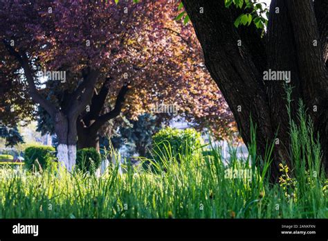 Wonderful Grass Hi Res Stock Photography And Images Alamy